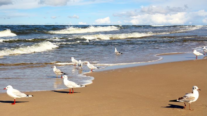 Möwen am Strand 