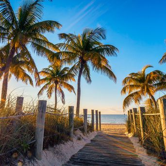 Palmen am Strand von Key West, Florida