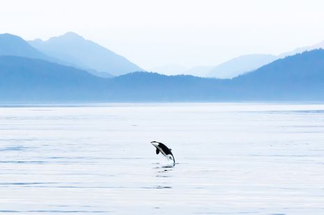 Orca springt aus ruhigem Meer vor nebeliger Bergkulisse in Alaska