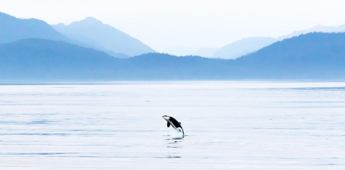Orca springt aus ruhigem Meer vor nebeliger Bergkulisse in Alaska