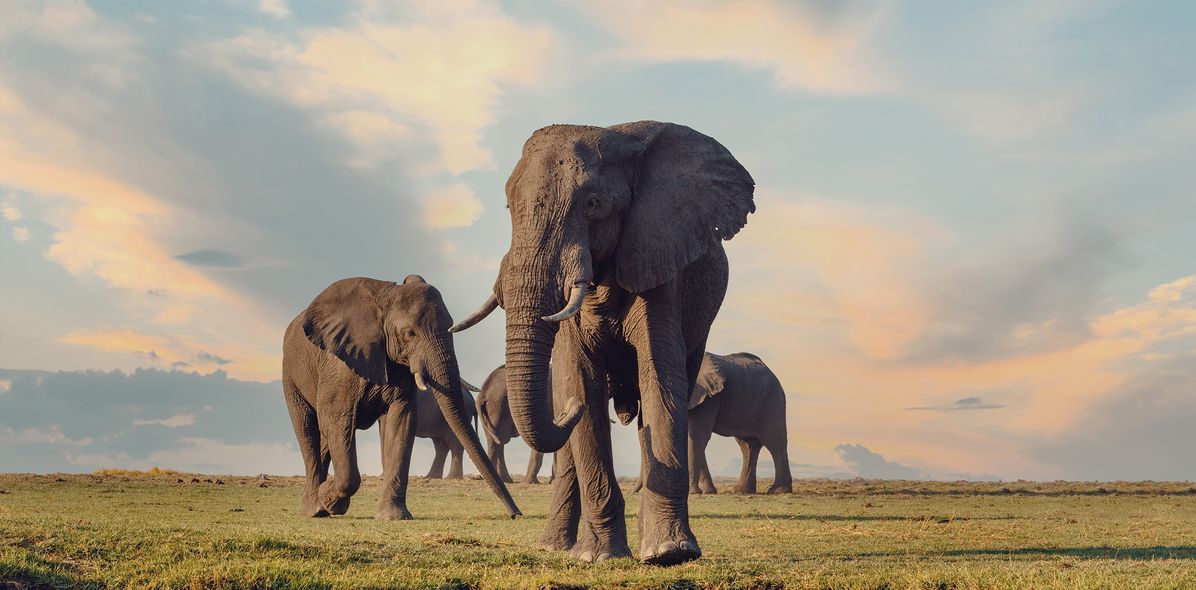 Elefantengruppe im Nationalpark in Botswana