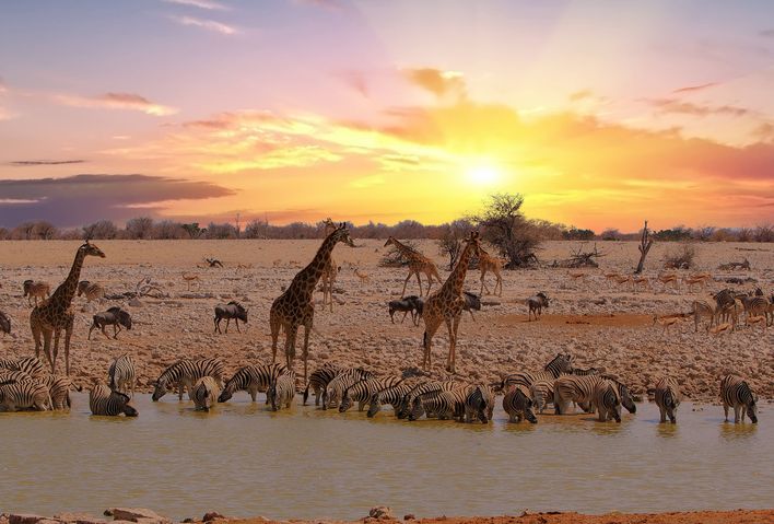 Tiere am Wasserloch in Namibia