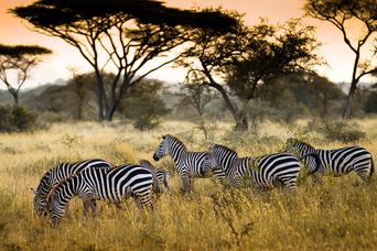 Zebras im Serengeti Nationalpark