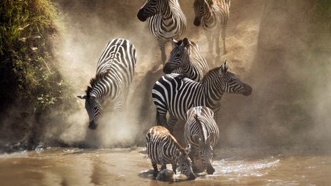 Zebras in Kenia