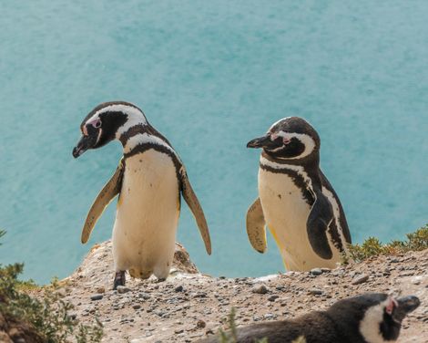 mit MSC Magnifica von Genua bis Warnemünde-2