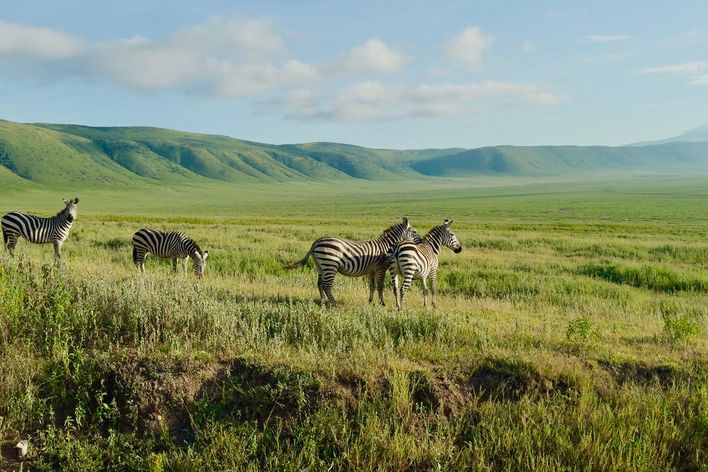 Zebras im Ngorongoro Nationalpark