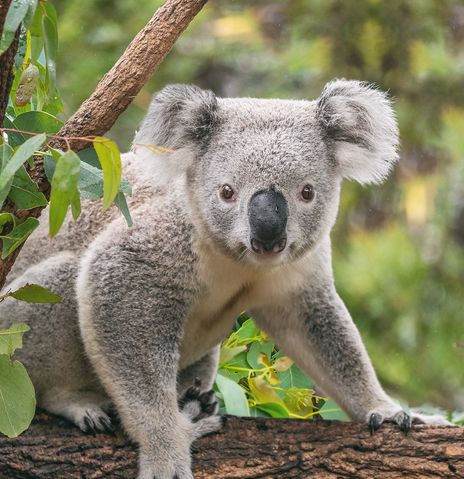 Koala auf Baum in Australien