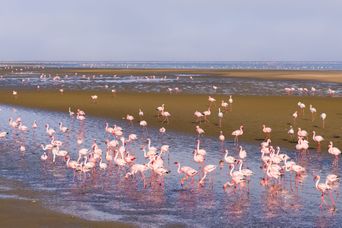 Flamingos in Walvis Bay in Namibia 
