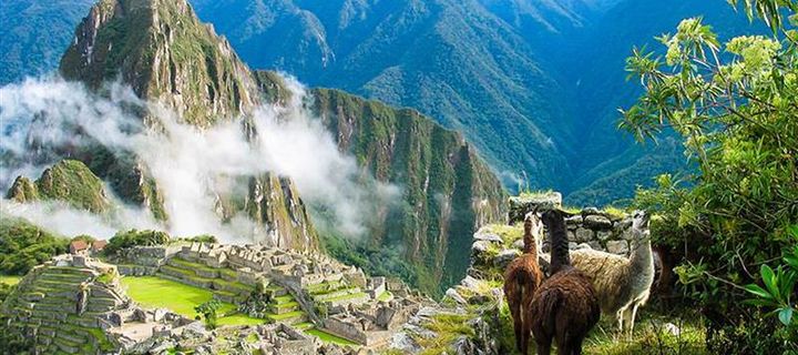 Alpaka steht am Machu Picchu in Peru 