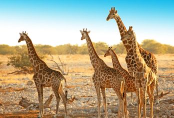 Namibia