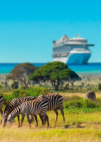 Zebras auf Wiese und Kreuzfahrtschiff im Hintergrund