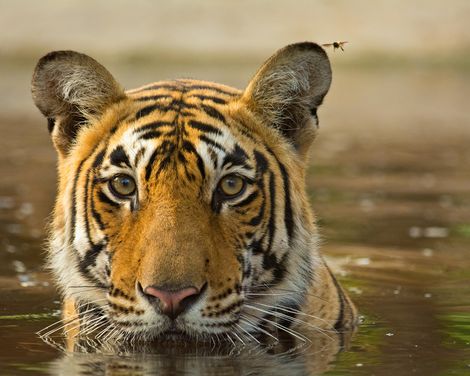 Paläste und Naturparadiese-1