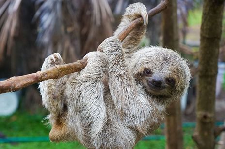 Faultiere klimmend auf einem Baum in Panama