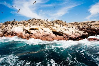 Ballestas Inseln in Peru