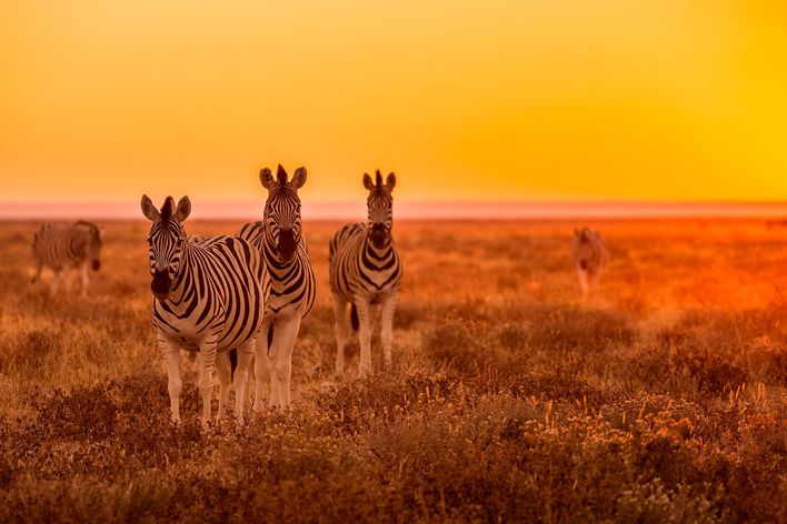 Zebras in der Savanne im Sonnenuntergang