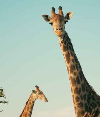 Giraffe in Südafrika
