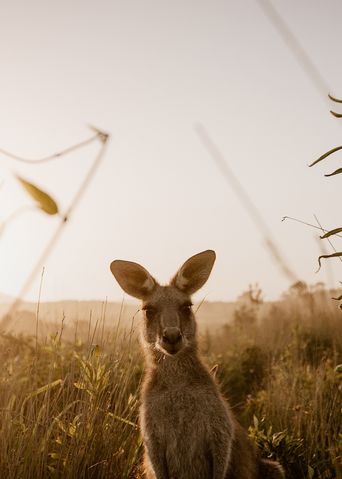 Känguru in Australien