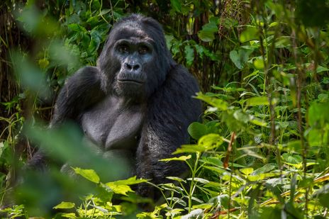 Männlicher Berggorilla in den Wäldern Ugandas