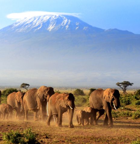 Elefantenherde in Kenia