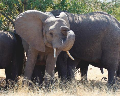 Wo Safari-Abenteuer und Meeresrauschen verschmelzen-2