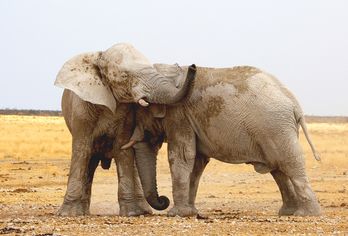 Namibia, Botswana & Simbabwe