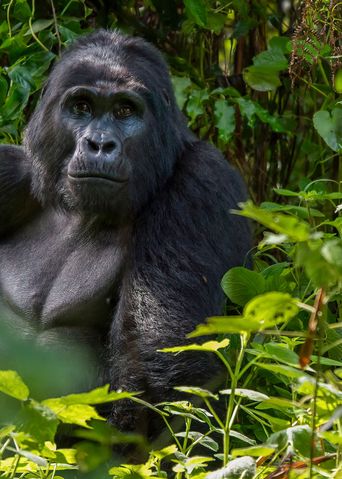 Gorilla in Uganda