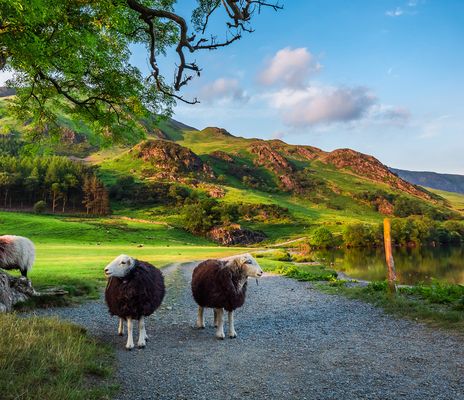 Schafe auf Straße im Lake District Nationalpark in England