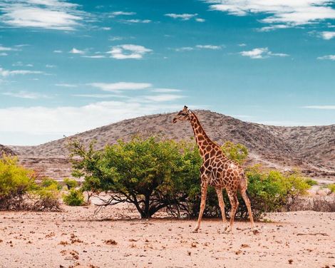 Zwischen Etosha und Sossusvlei-0