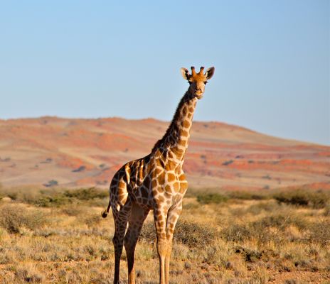 Giraffe in der Savanne in Namibia