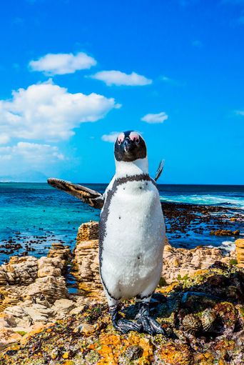 Pinguin in Südafrika