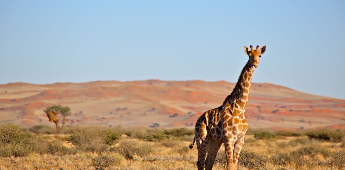 Giraffe in der Savanne in Namibia