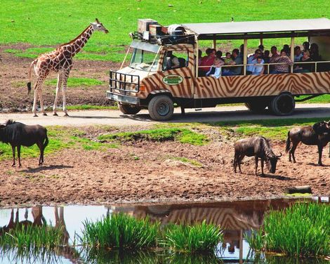 Abenteuer im Serengeti-Park Hodenhagen-2