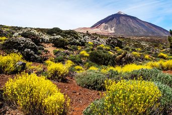 Blick auf den Teide auf Teneriffa