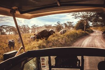 Büffel im Masai Mara Nationalpark