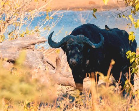 Wo Wasserfälle tosen und Elefanten den Weg kreuzen-3