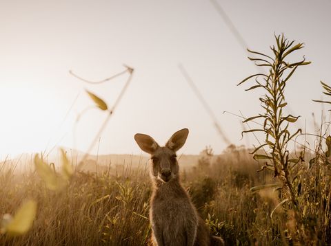 Känguru in Australien