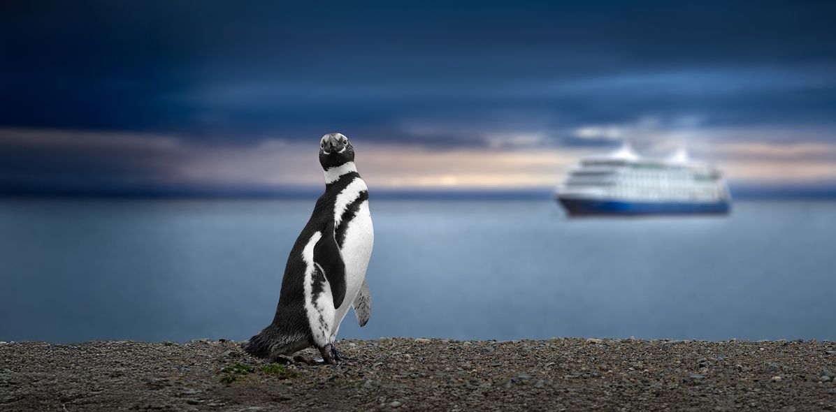 Pinguin in Argentinien im Hintergrund das Meer und ein Kreuzfahrtschiff