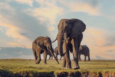 Elefantenkuh mit Kalb in der Savanne von Botswana