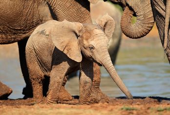 Südafrika, Mosambik, Botswana & Simbabwe