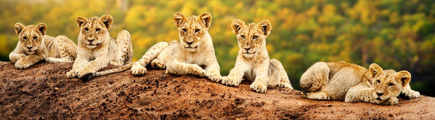 Löwen auf einem Felsen im Krüger Nationalpark