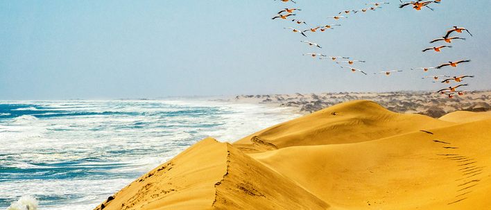 Ein Schwarm Vögel steigt von den Dünen empor