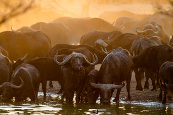 Büffel im Hwange Nationalpark