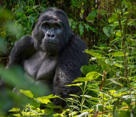Gorilla im Nationalpark in Uganda