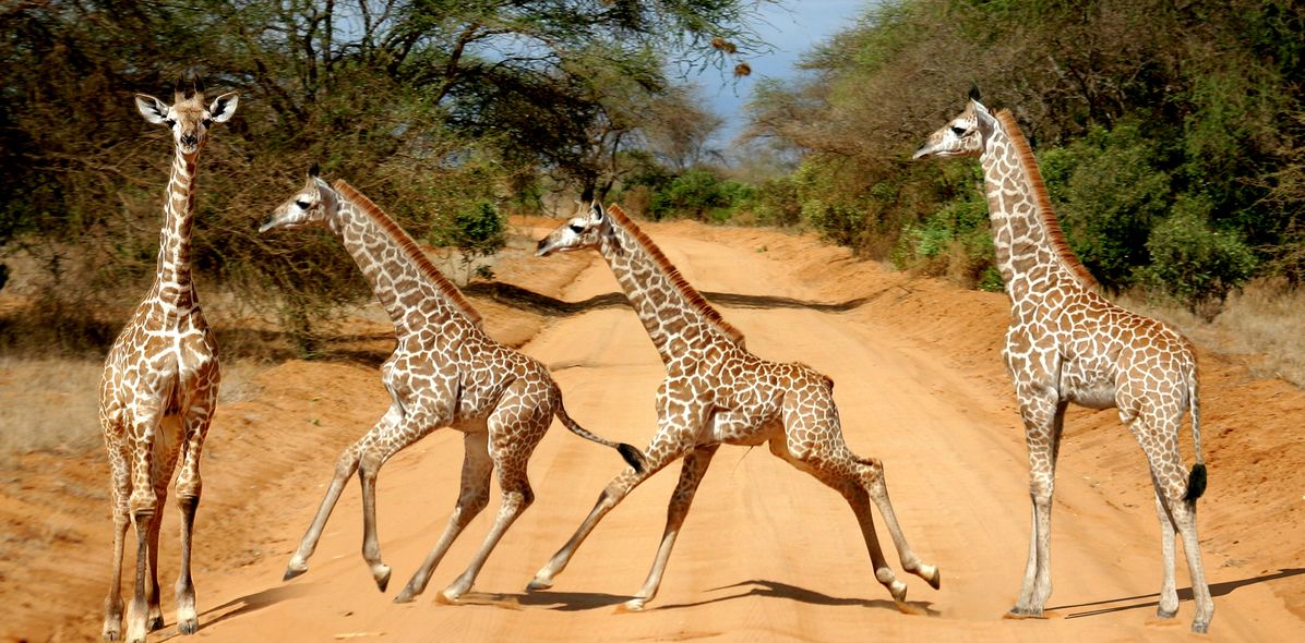 Giraffenherde im Tsavo Nationalpark in Kenia