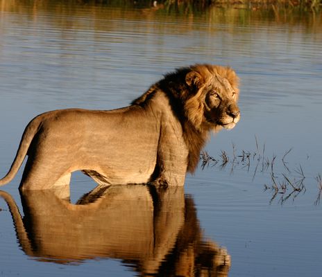 Löwe in Fluss in Botswana