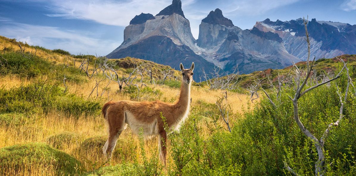 Guanako im Nationalpark Torres del Paine vor dramatischer Bergkulisse