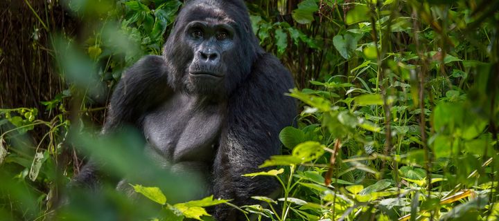 Gorilla in Uganda