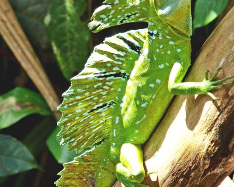 Hängebrücken, heiße Quellen & goldene Strände