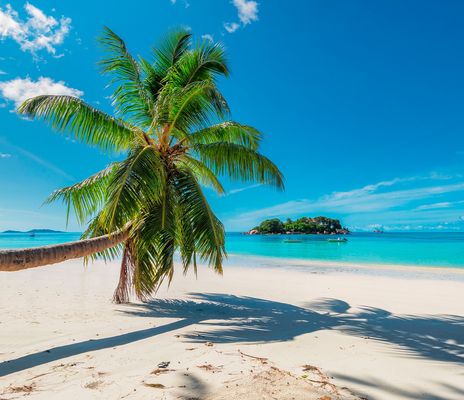 Palme am Strand von Kuba