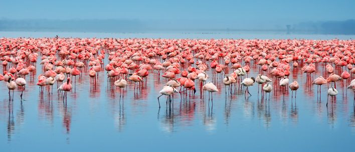 Flamingos in Kenia